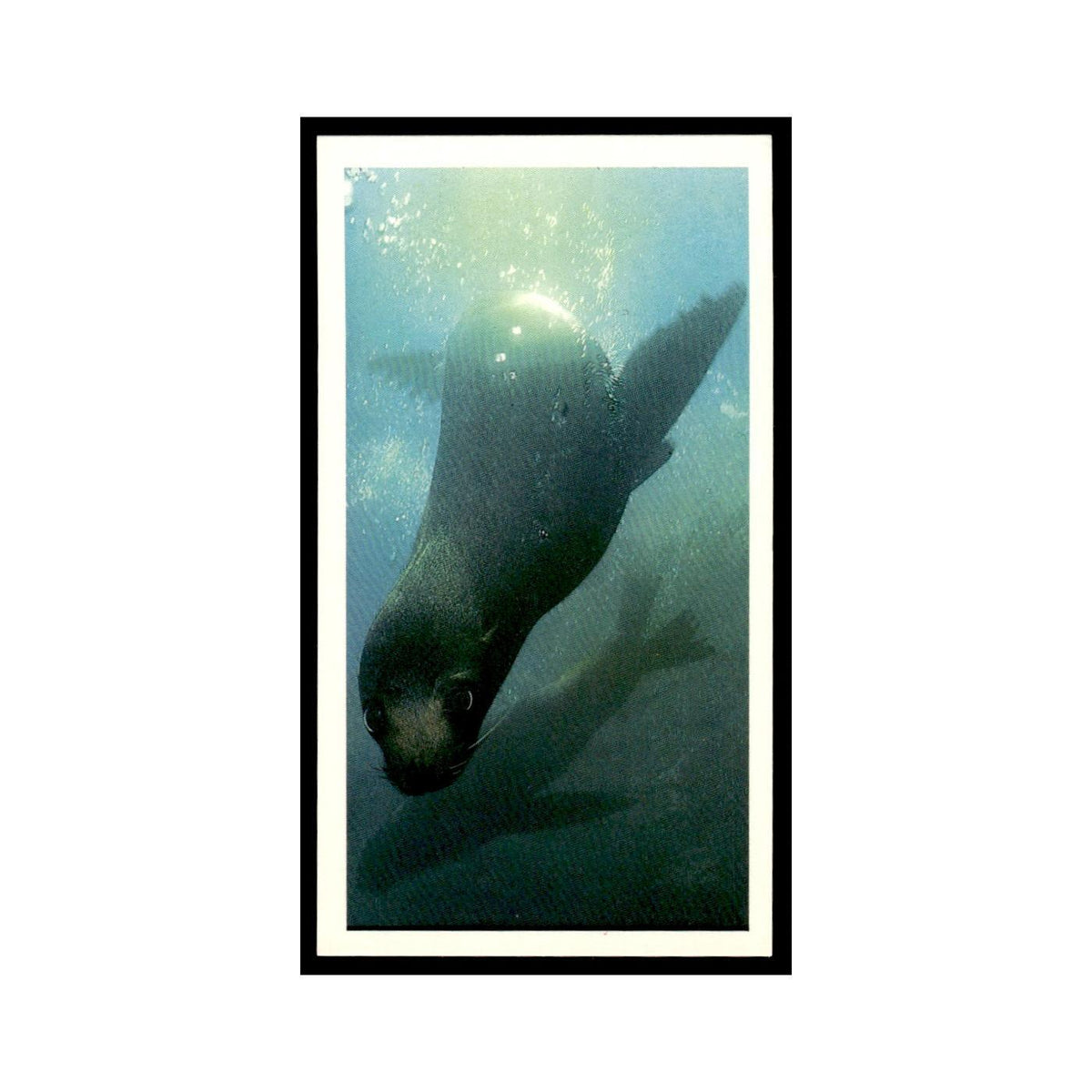 Galapagos Fur Seal 1985 Grandee Cigars The Living Ocean #27 Baseball Card EX