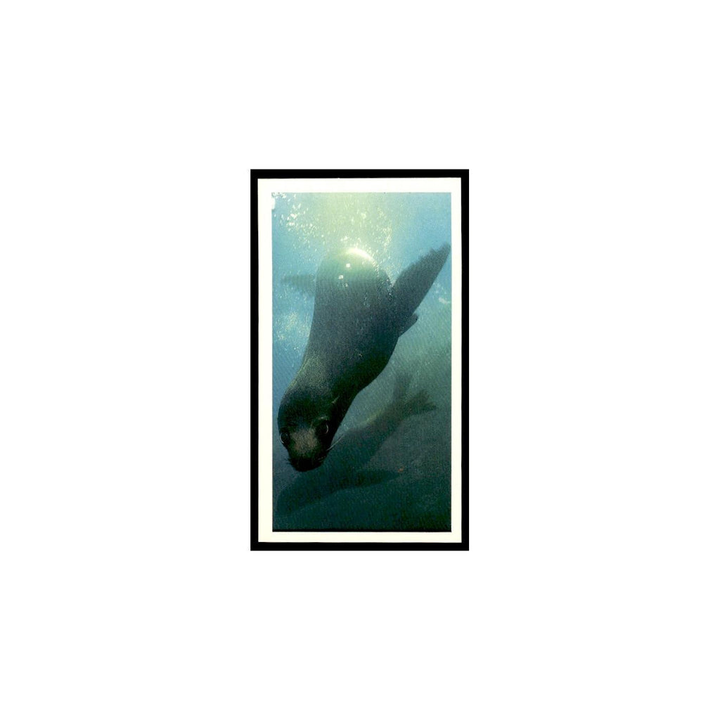 Galapagos Fur Seal 1985 Grandee Cigars The Living Ocean #27  EX