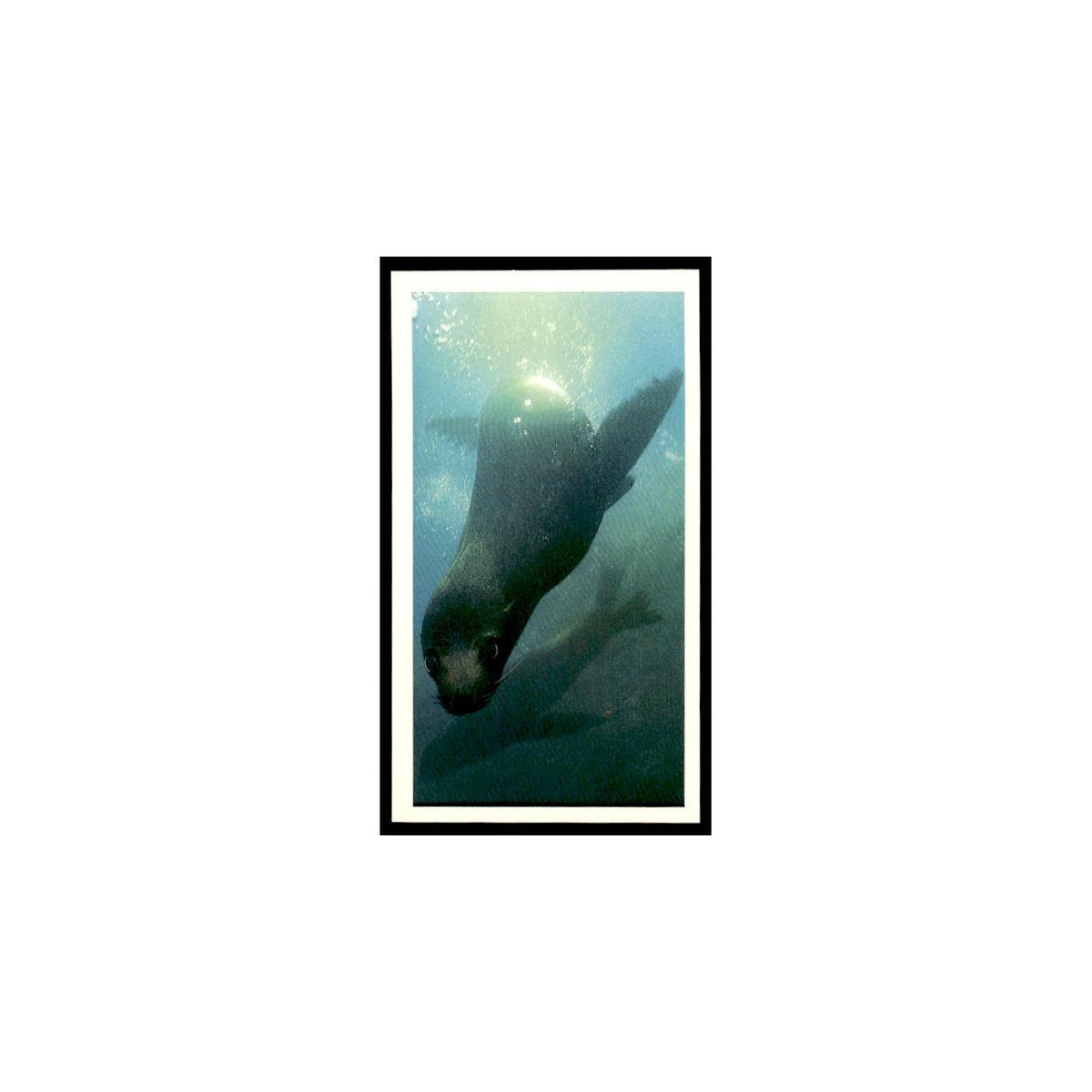 Galapagos Fur Seal 1985 Grandee Cigars The Living Ocean #27  EX