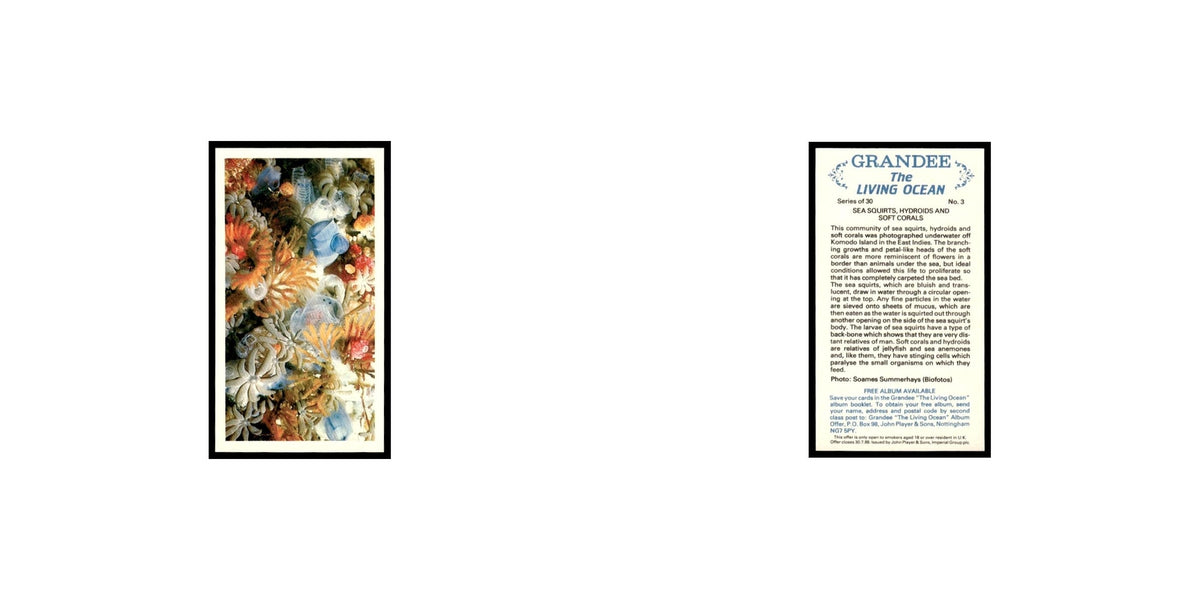 Sea Squirts 1985 Grandee Cigars The Living Ocean #3 Baseball Card EX