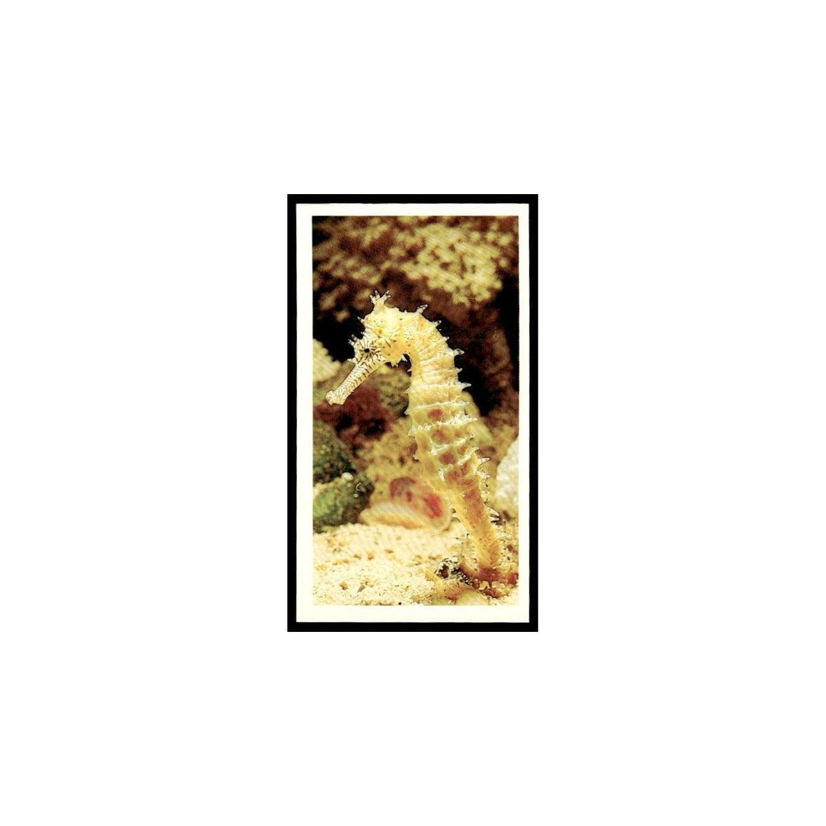 Sea Horse 1985 Grandee Cigars The Living Ocean #24 EX