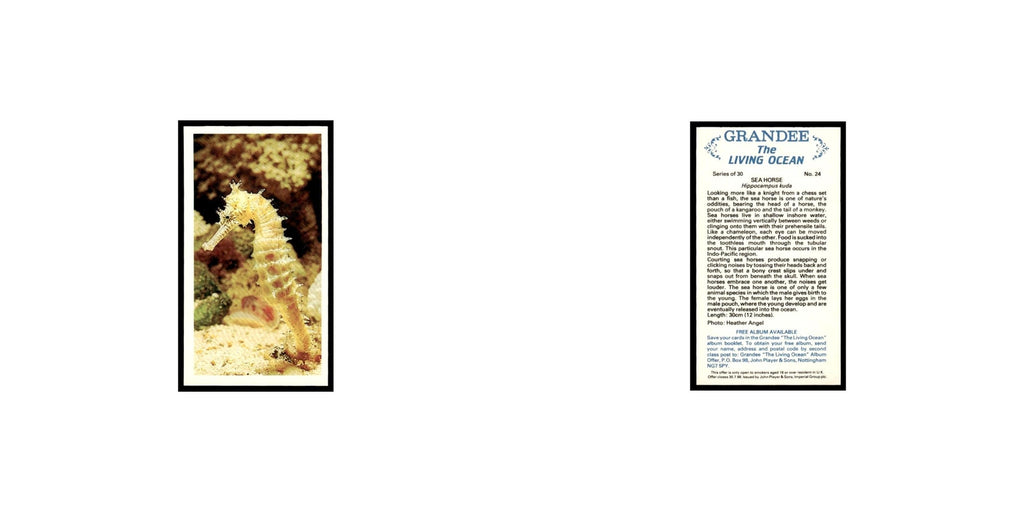 Sea Horse 1985 Grandee Cigars The Living Ocean #24 EX