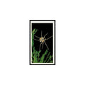 Sea Spider 1985 Grandee Cigars The Living Ocean #7 Baseball Card EX