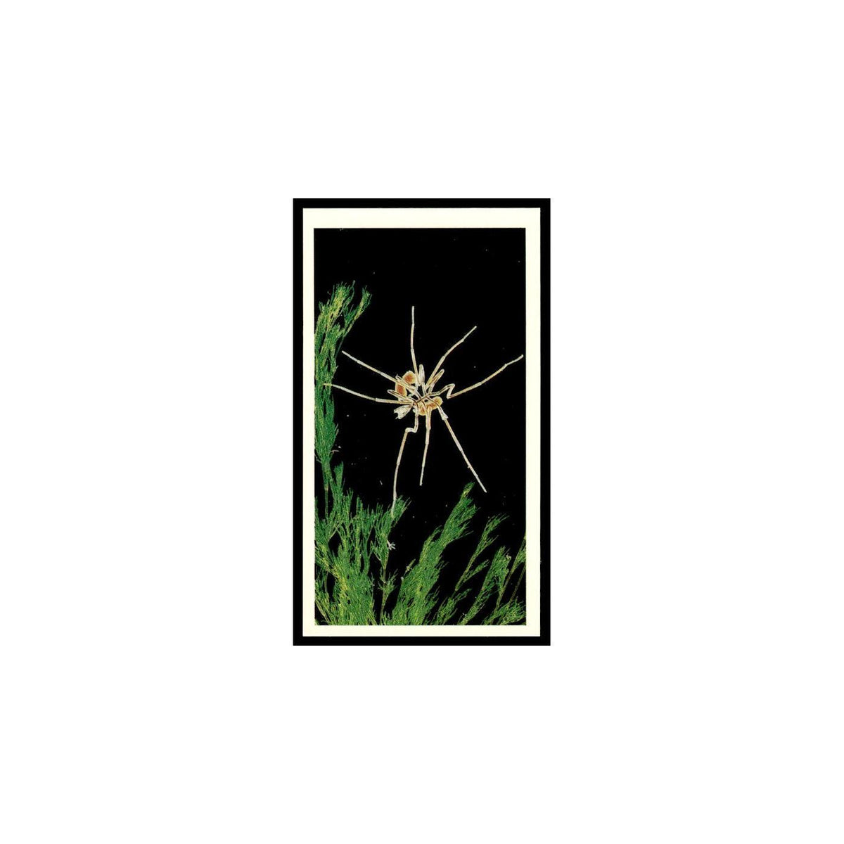 Sea Spider 1985 Grandee Cigars The Living Ocean #7 Baseball Card EX