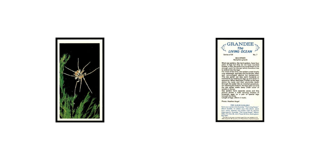 Sea Spider 1985 Grandee Cigars The Living Ocean #7 Baseball Card EX