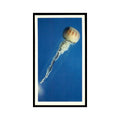 Compass Jellyfish 1985 Grandee Cigars The Living Ocean #4 EX