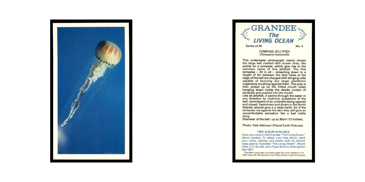 Compass Jellyfish 1985 Grandee Cigars The Living Ocean #4 EX