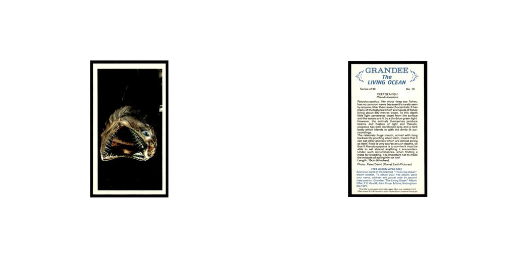 Deep Sea Fish 1985 Grandee Cigars The Living Ocean #16 Baseball Card EX