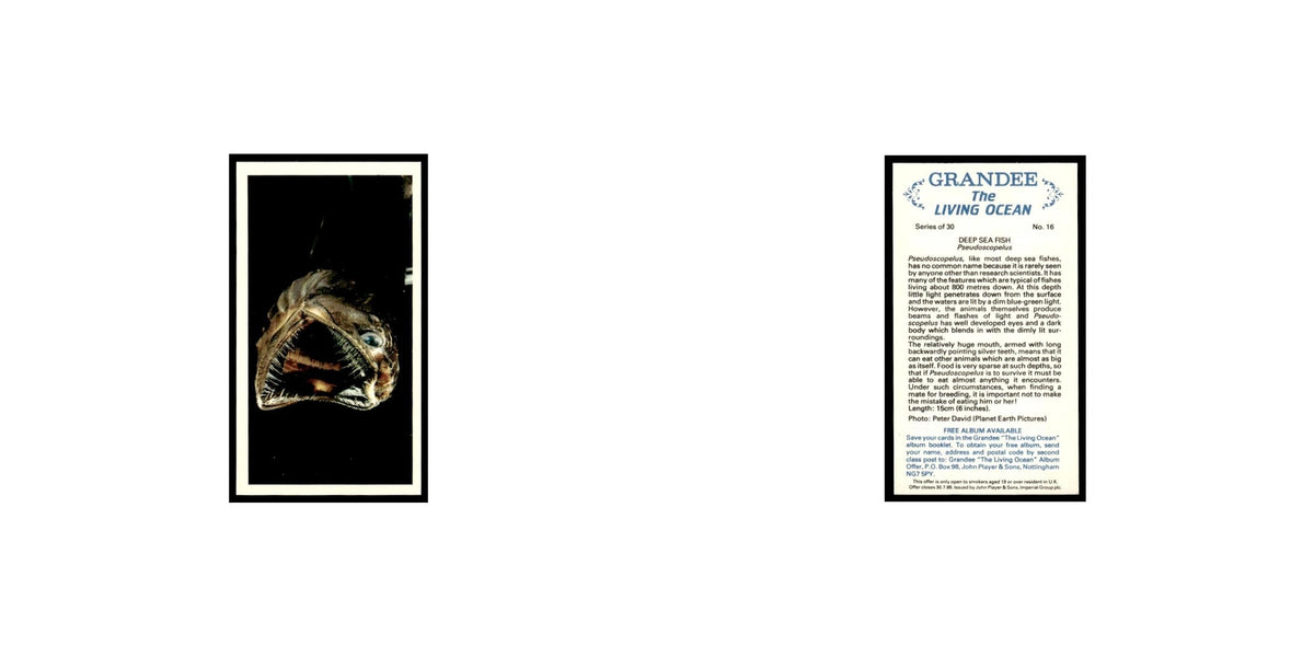 Deep Sea Fish 1985 Grandee Cigars The Living Ocean #16 Baseball Card EX