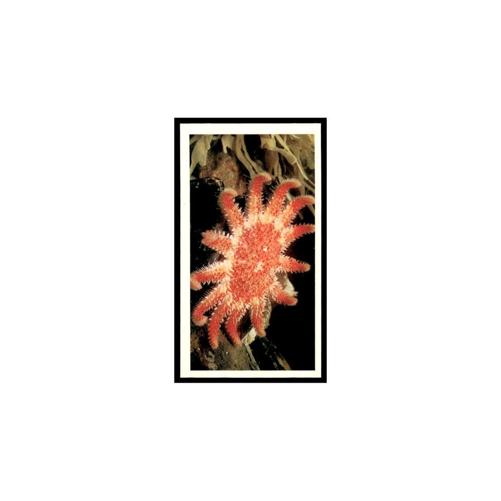 Common Sunstar 1985 Grandee Cigars The Living Ocean #11 Baseball Card EX