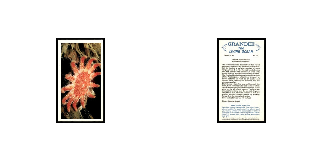 Common Sunstar 1985 Grandee Cigars The Living Ocean #11 Baseball Card EX