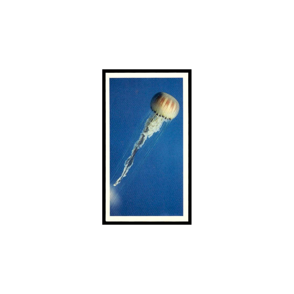Compass Jellyfish 1985 Grandee Cigars The Living Ocean #4 EX
