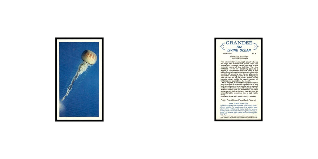 Compass Jellyfish 1985 Grandee Cigars The Living Ocean #4 EX