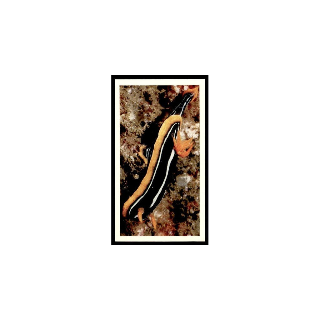 Pyjama Nudibranch 1985 Grandee Cigars The Living Ocean #8 Baseball Card EX