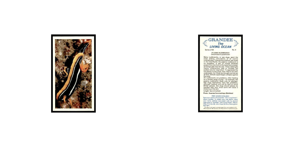 Pyjama Nudibranch 1985 Grandee Cigars The Living Ocean #8 Baseball Card EX