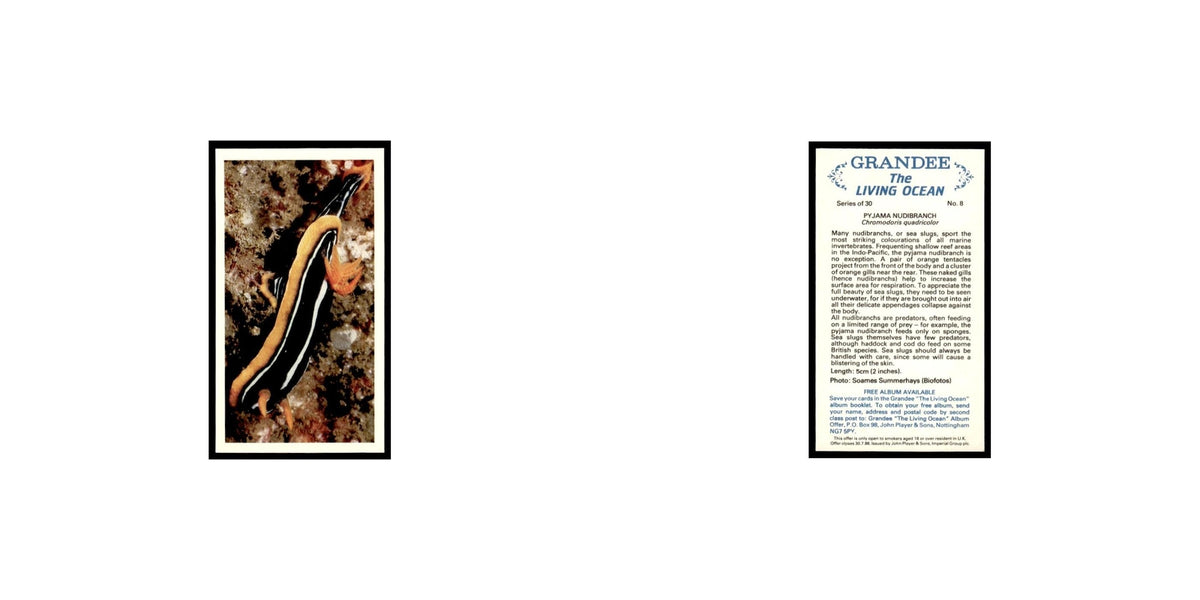 Pyjama Nudibranch 1985 Grandee Cigars The Living Ocean #8 Baseball Card EX