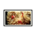 Tomato Clowns 1985 Grandee Cigars The Living Ocean #21 Baseball Card EX