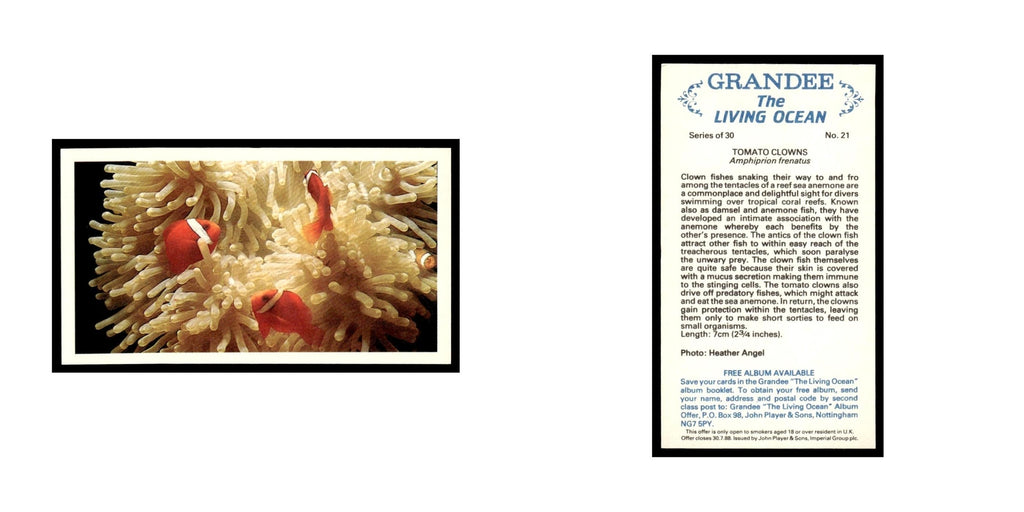 Tomato Clowns 1985 Grandee Cigars The Living Ocean #21 Baseball Card EX