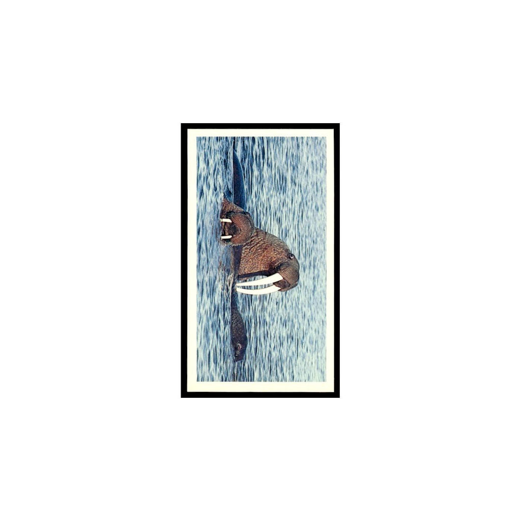 Walrus 1985 Grandee Cigars The Living Ocean #28 Baseball Card EX