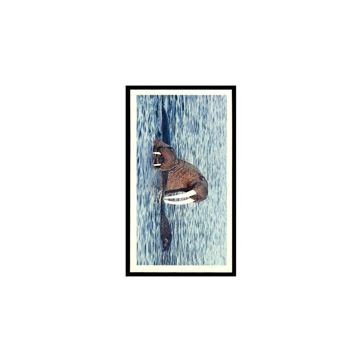 Walrus 1985 Grandee Cigars The Living Ocean #28 Baseball Card EX
