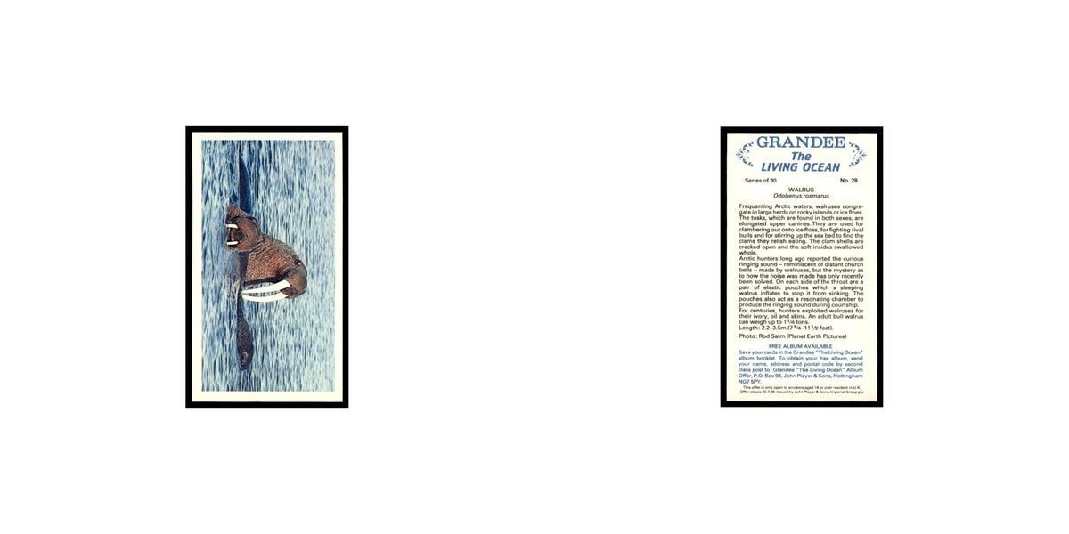 Walrus 1985 Grandee Cigars The Living Ocean #28 Baseball Card EX