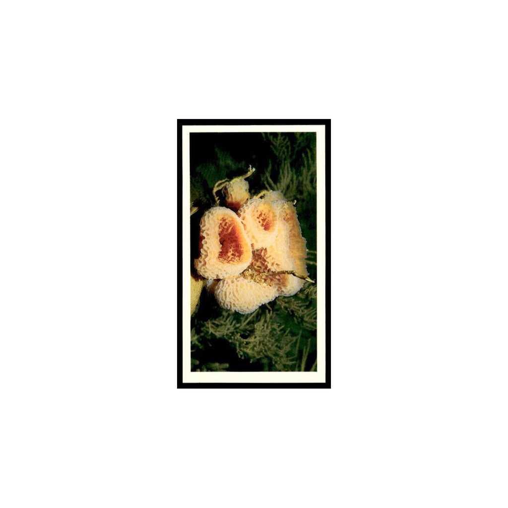 Sponges 1985 Grandee Cigars The Living Ocean #2 Baseball Card EX