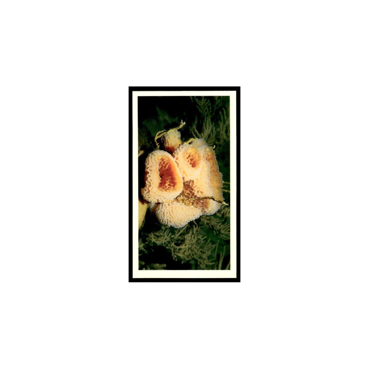 Sponges 1985 Grandee Cigars The Living Ocean #2 Baseball Card EX