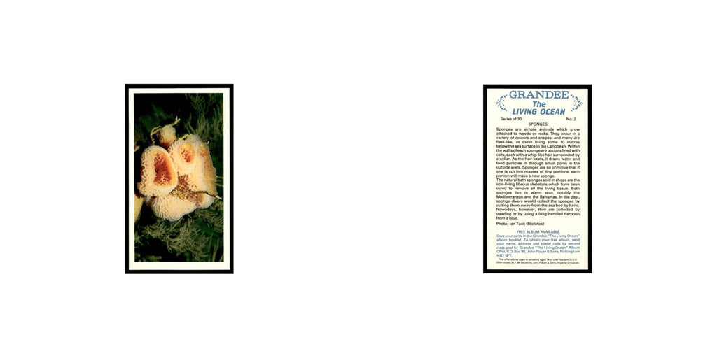Sponges 1985 Grandee Cigars The Living Ocean #2 Baseball Card EX