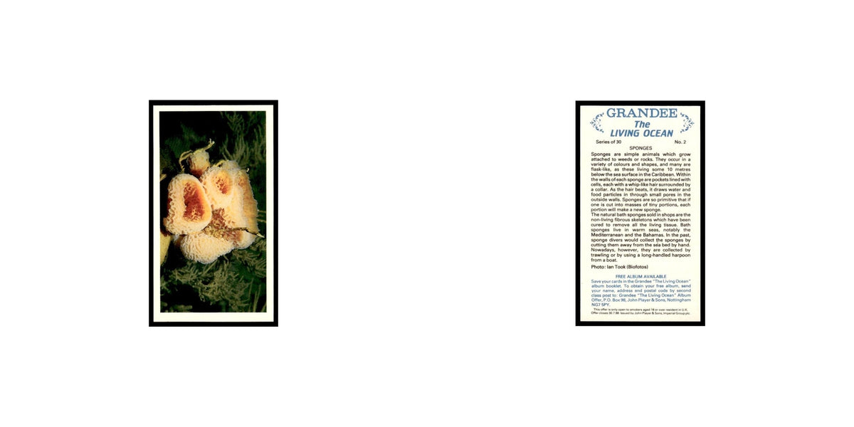 Sponges 1985 Grandee Cigars The Living Ocean #2 Baseball Card EX