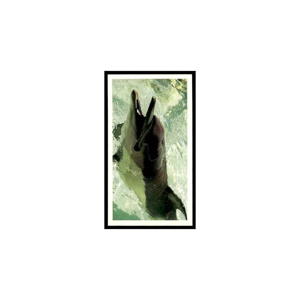 Dolphin 1985 Grandee Cigars The Living Ocean #29 Baseball Card EX