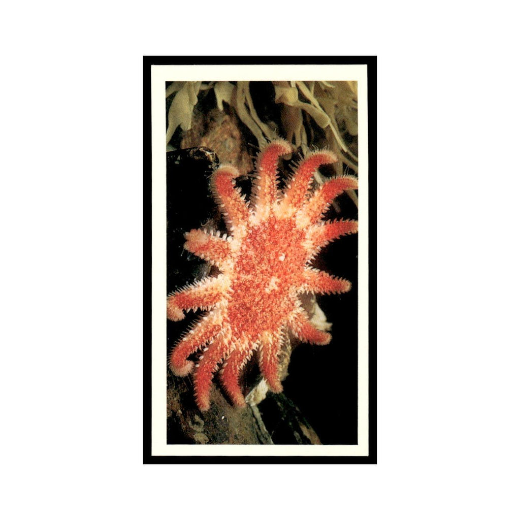 Common Sunstar 1985 Grandee Cigars The Living Ocean #11 EX