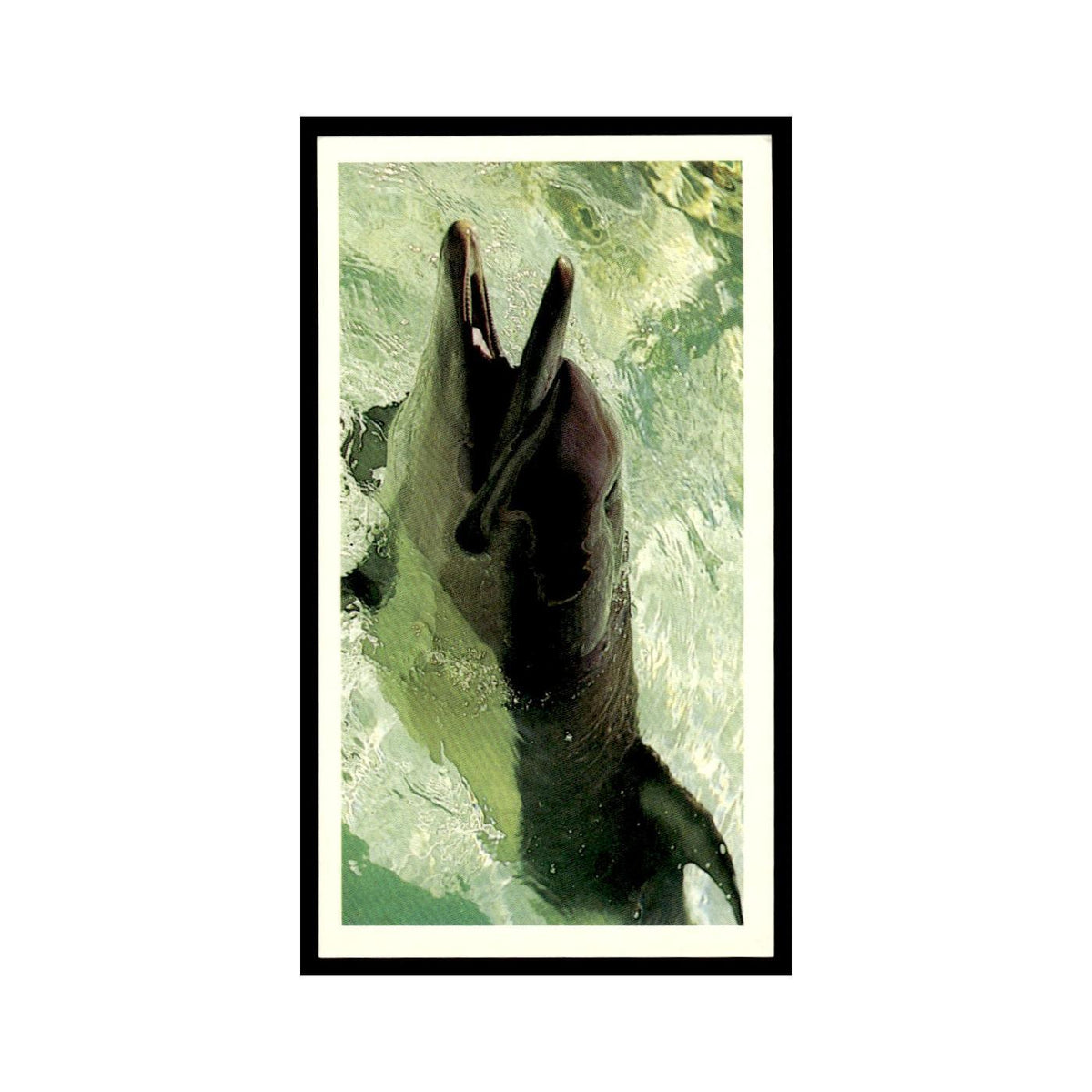 Dolphin 1985 Grandee Cigars The Living Ocean #29 Baseball Card EX
