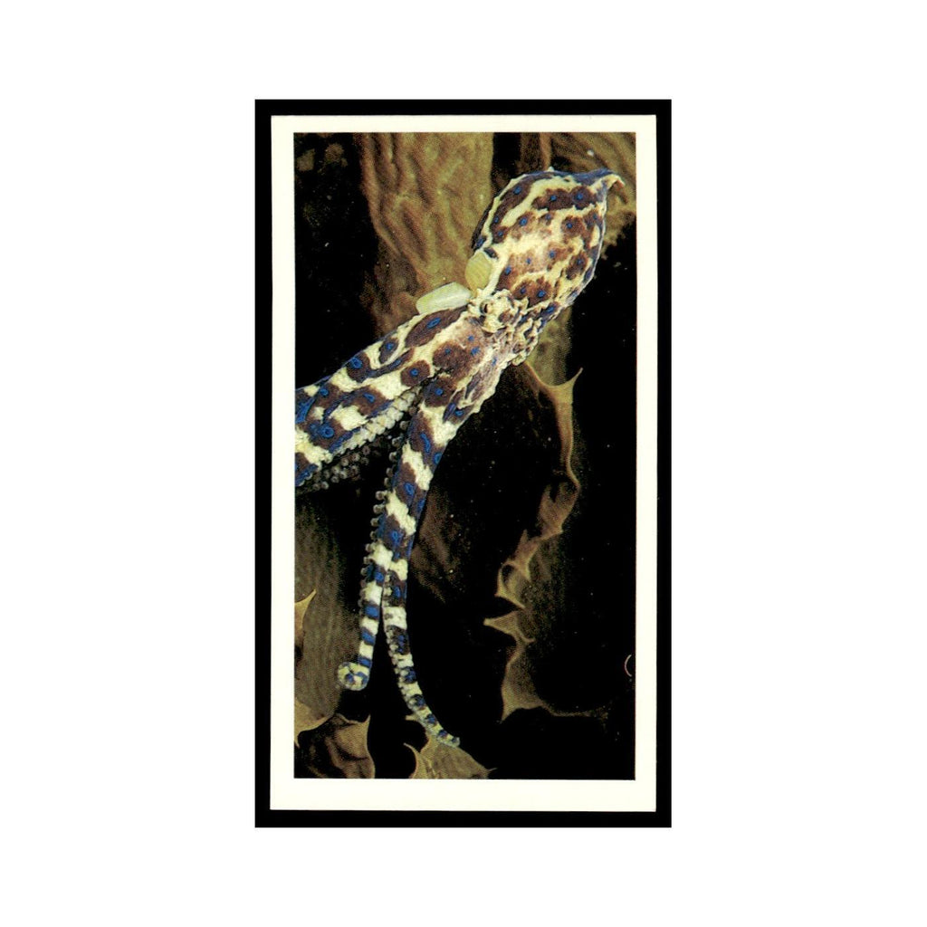 Southern Blue Ringed Octopus 1985 Grandee Cigars The Living Ocean #10 EX