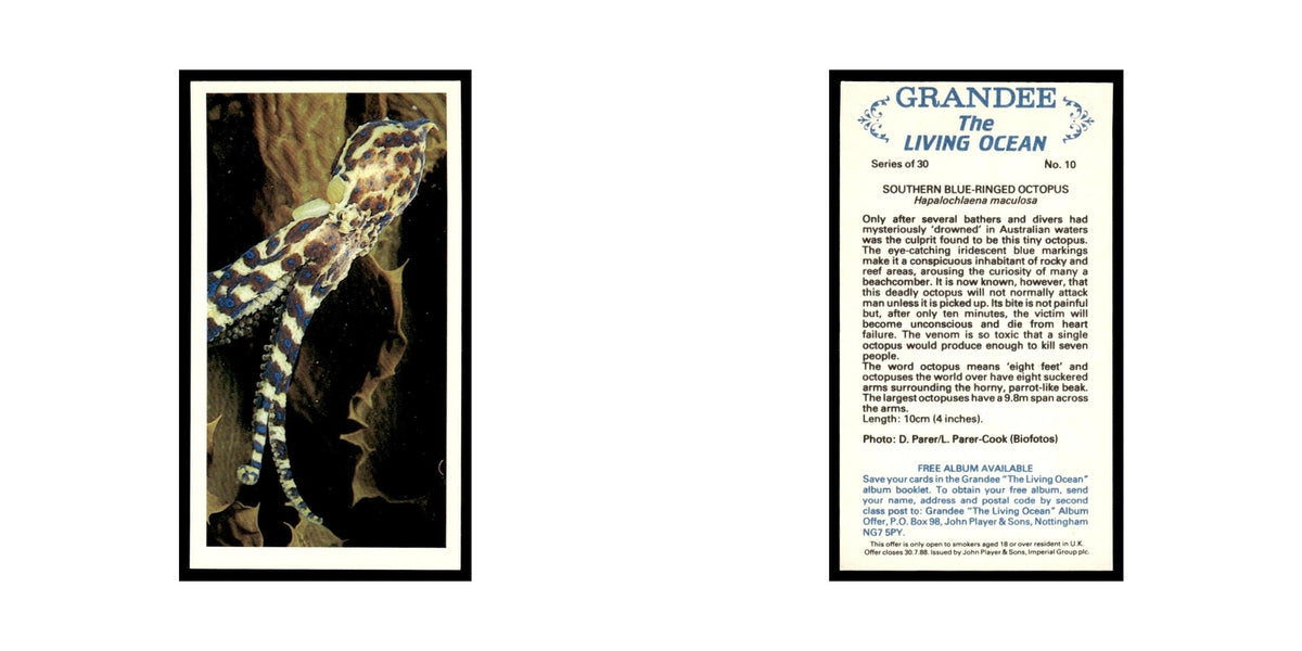 Southern Blue Ringed Octopus 1985 Grandee Cigars The Living Ocean #10 EX