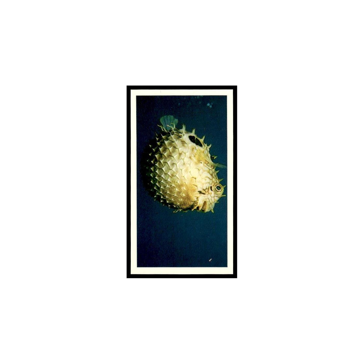 Spiny Puffer 1985 Grandee Cigars The Living Ocean #18 EX