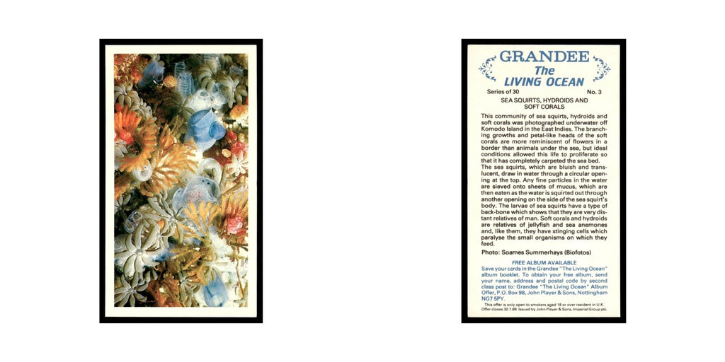 Sea Squirts 1985 Grandee Cigars The Living Ocean #3 EX