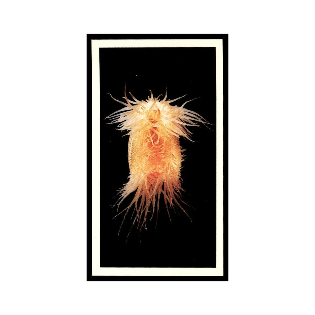 Gaping File Shell 1985 Grandee Cigars The Living Ocean #9 EX