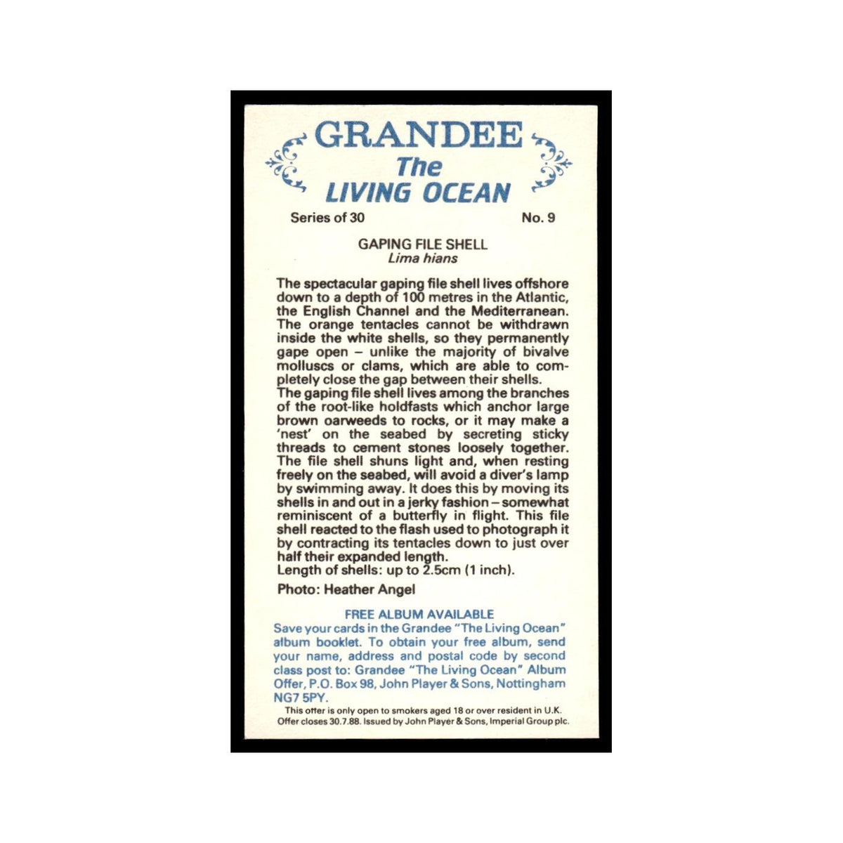 Gaping File Shell 1985 Grandee Cigars The Living Ocean #9 EX