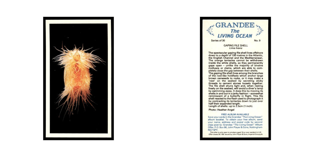 Gaping File Shell 1985 Grandee Cigars The Living Ocean #9 EX