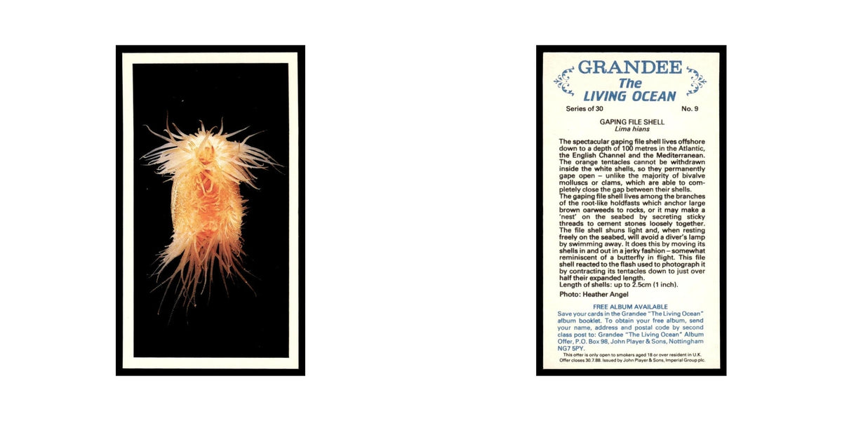Gaping File Shell 1985 Grandee Cigars The Living Ocean #9 EX