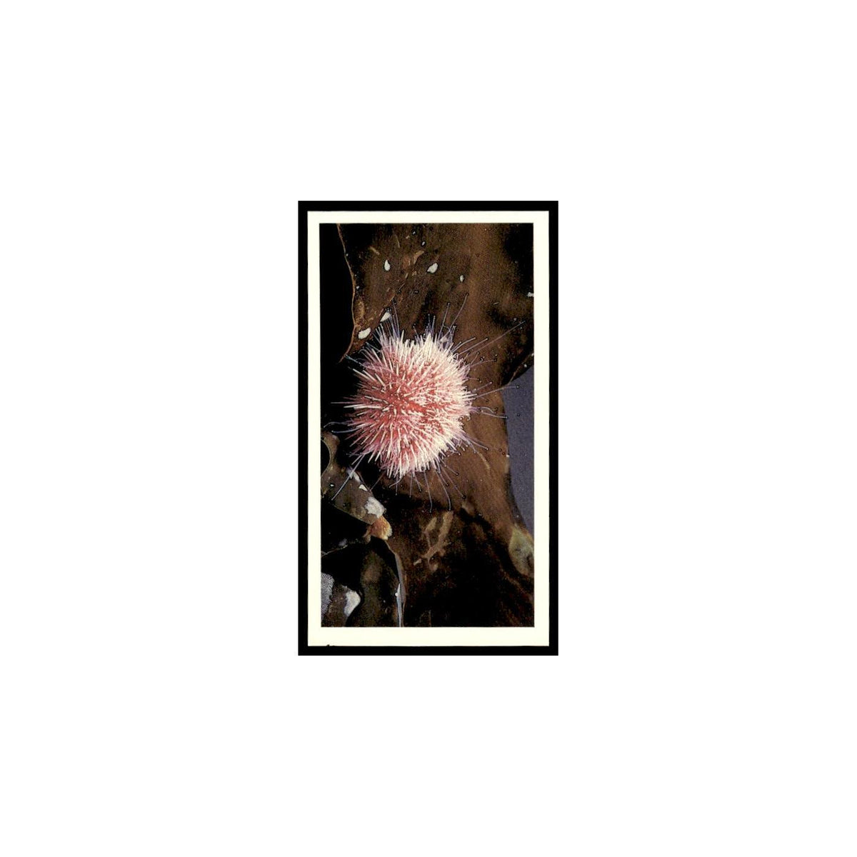 Edible Sea Urchin 1985 Grandee Cigars The Living Ocean #12 EX