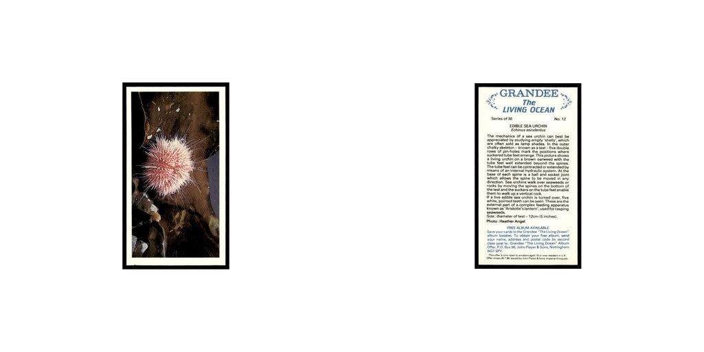 Edible Sea Urchin 1985 Grandee Cigars The Living Ocean #12 EX