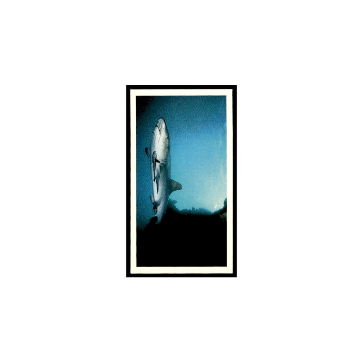 White Tip Reef Shark 1985 Grandee Cigars The Living Ocean #13 EX