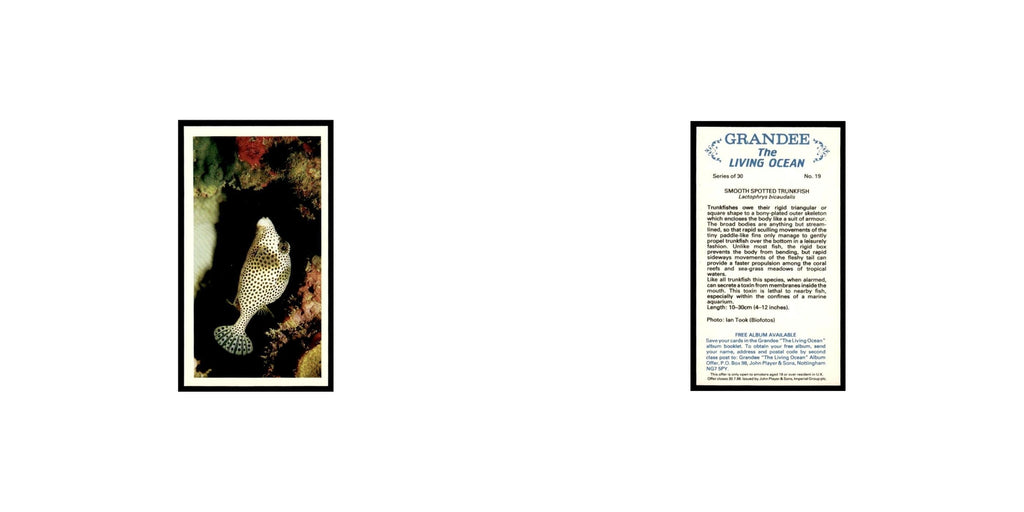 Smooth Spotted Trunkfish 1985 Grandee Cigars The Living Ocean #19 EX