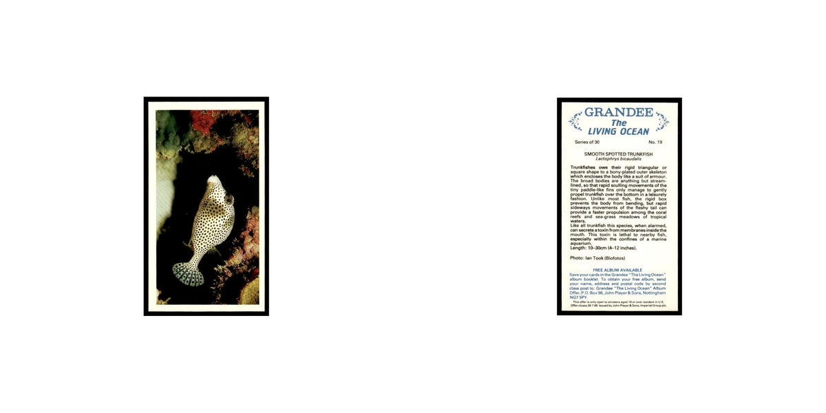 Smooth Spotted Trunkfish 1985 Grandee Cigars The Living Ocean #19 EX