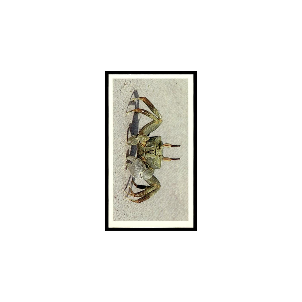 Ghost Crab 1985 Grandee Cigars The Living Ocean #6 EX