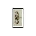 Ghost Crab 1985 Grandee Cigars The Living Ocean #6 EX