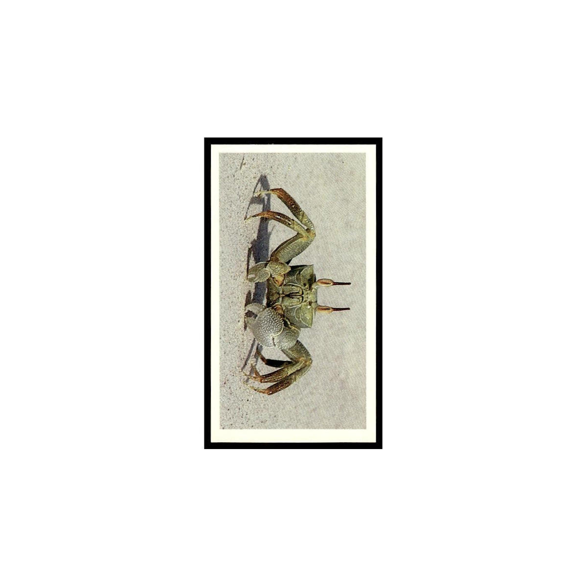 Ghost Crab 1985 Grandee Cigars The Living Ocean #6 EX