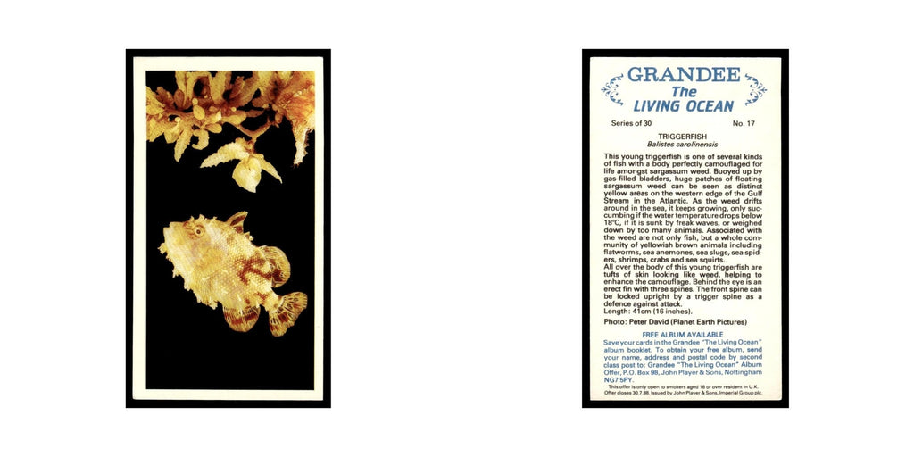 Triggerfish 1985 Grandee Cigars The Living Ocean #17 EX