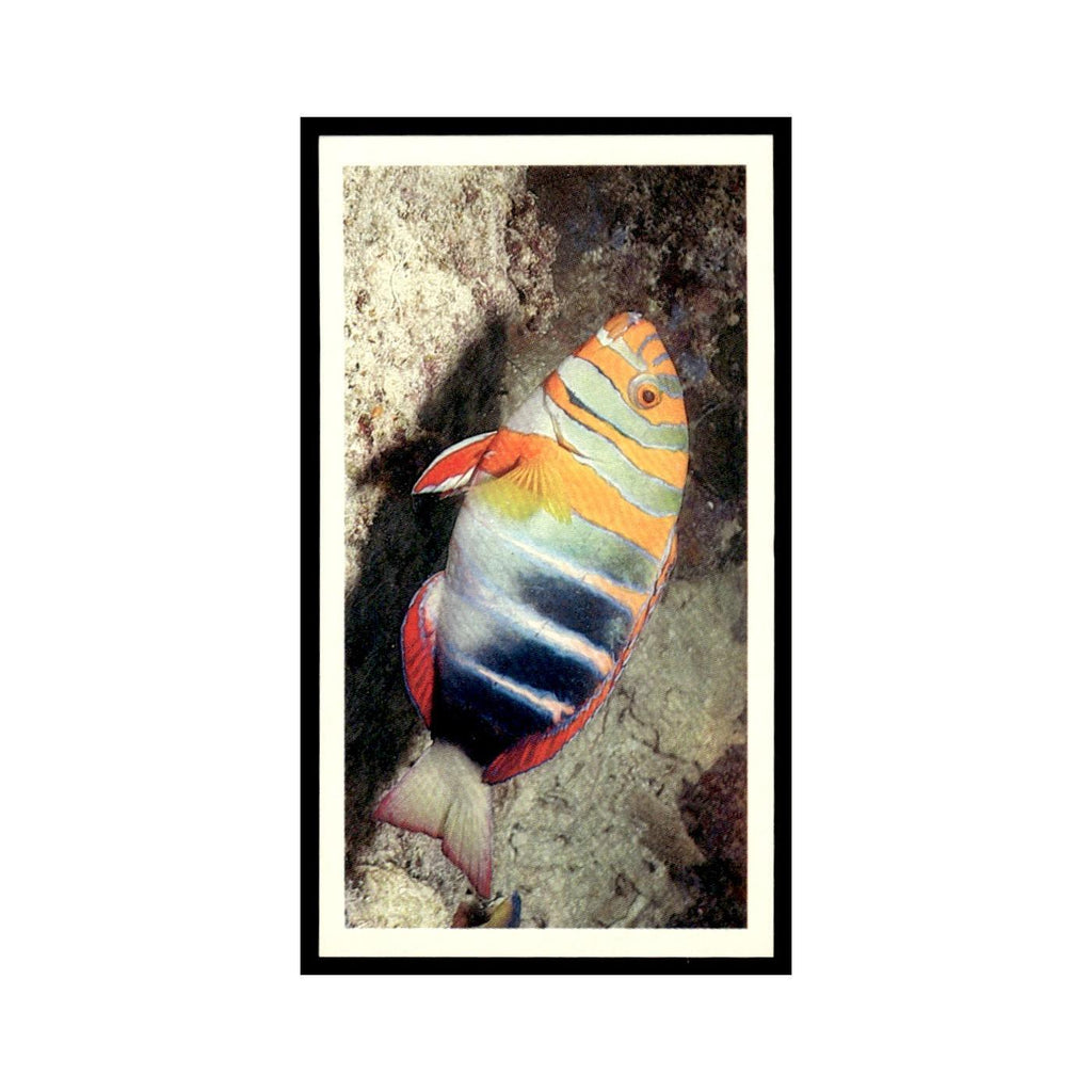 Harlequin Tusk Fish 1985 Grandee Cigars The Living Ocean #22 EX